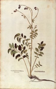Grote Pimpernel - Sanguisorba officinalis (Sanguisorba major) door Leonhart Fuchs uit De historia stirpium commentarii insignes (Opmerkelijke Commentaren op de Geschiedenis van Planten), gekleurde gravure