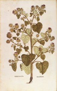 Grote Klis - Arctium lappa (Personatia) door Leonhart Fuchs uit De historia stirpium commentarii insignes (Opmerkelijke Commentaren op de Geschiedenis van Planten), gekleurde gravure door Leonhard Fuchs