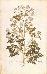 Gevlekte scheerling - Conium maculatum, gekleurde gravure uit De historia stirpium commentarii insignes door Leonhard Fuchs