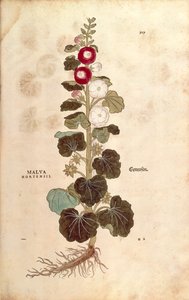 Stokroos - Malvaceae - Alcea (Malva hortensis) door Leonhart Fuchs uit De historia stirpium commentarii insignes (Notable Commentaries on the History of Plants), gekleurde gravure door Leonhard Fuchs