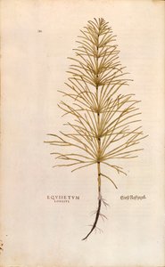 Heermoes - Equisetum arvense, gekleurde gravure uit De historia stirpium commentarii insignes door Leonhard Fuchs