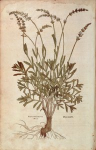 Lavendel - Lavandula spica door Leonhart Fuchs uit De historia stirpium commentarii insignes, gekleurde gravure door Leonhard Fuchs