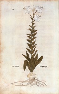 Lelie (Lilium) door Leonhart Fuchs uit De historia stirpium commentarii insignes (Opmerkelijke commentaren over de geschiedenis van planten), gekleurde gravure door Leonhard Fuchs