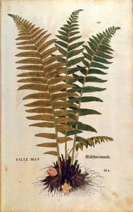 Mannetjesvaren (Dryopteris filix-mas) door Leonhart Fuchs uit De historia stirpium commentarii insignes (Opmerkelijke commentaren op de geschiedenis van planten), gekleurde gravure door Leonhard Fuchs