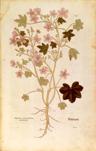 Kaasjeskruid (Malva sylvestris elatior) door Leonhart Fuchs uit De historia stirpium commentarii insignes (Opmerkelijke commentaren over de geschiedenis van planten), gekleurde gravure door Leonhard Fuchs