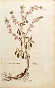 Mezereon - Daphne mezereum door Leonhart Fuchs uit De historia stirpium commentarii insignes, gekleurde gravure door Leonhard Fuchs