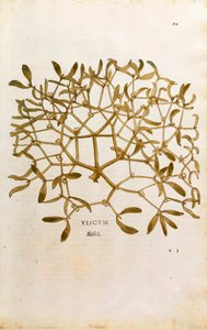 Maretak - Viscum album, gekleurde gravure uit De historia stirpium commentarii insignes door Leonhard Fuchs