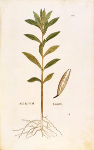 Oleander (Nerium oleander) door Leonhart Fuchs uit De historia stirpium commentarii insignes (Opmerkelijke Commentaren op de Geschiedenis van Planten), gekleurde gravure door Leonhard Fuchs