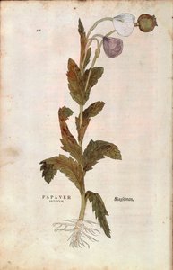 Slaapbol - Papaver somniferum (Papaver satiuum) door Leonhart Fuchs uit De historia stirpium commentarii insignes (Notable Commentaries on the History of Plants), gekleurde gravure door Leonhard Fuchs