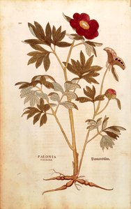 Pioenroos - Paeonia officinalis (Paeonia foemina) door Leonhart Fuchs uit De historia stirpium commentarii insignes (Opmerkelijke commentaren over de geschiedenis van planten), gekleurde gravure door Leonhard Fuchs
