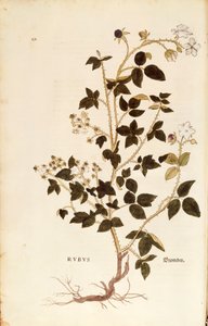 Plaat: Dewberry door Leonhart Fuchs uit De historia stirpium commentarii insignes, gekleurde gravure door Leonhard Fuchs