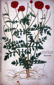 Klaproos in - in De Historia Stirpium commentarii badges,... door Leonhart Fuchs door Leonhard Fuchs