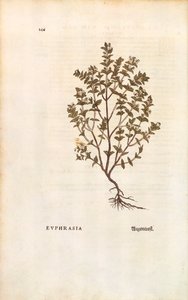 Rode Oogentroost (Euphrasia officinalis) door Leonhart Fuchs uit De historia stirpium commentarii insignes (Notable Commentaries on the History of Plants), gekleurde gravure door Leonhard Fuchs
