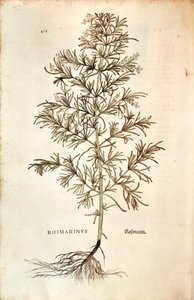Rozemarijn (Rosmarinus Officinalis) door Leonhard Fuchs