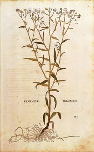 Sneezewort - Achillea ptarmica door Leonhart Fuchs uit De historia stirpium commentarii insignes, gekleurde gravure door Leonhard Fuchs