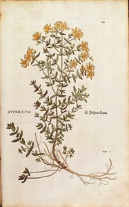 Sint-janskruid (Hypericum perforatum) door Leonhart Fuchs uit De historia stirpium commentarii insignes (Notable Commentaries on the History of Plants), gekleurde gravure door Leonhard Fuchs