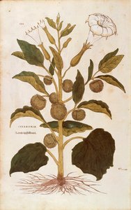 Doornappel - Datura stramonium door Leonhart Fuchs uit De historia stirpium commentarii insignes, gekleurde gravure door Leonhard Fuchs