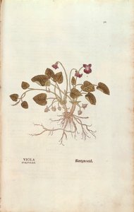 Viooltje door Leonhart Fuchs uit De historia stirpium commentarii insignes, gekleurde gravure door Leonhard Fuchs