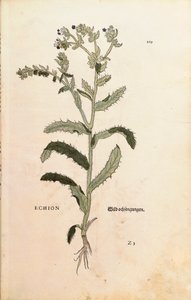 Slangenkruid of blauwe winde - Echium vulgare (Echion) door Leonhart Fuchs uit De historia stirpium commentarii insignes (Opmerkelijke commentaren op de geschiedenis van planten) door Leonhard Fuchs