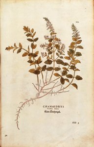 Wall Germander - Teucrium chamaedrys door Leonhart Fuchs uit De historia stirpium commentarii insignes, gekleurde gravure door Leonhard Fuchs