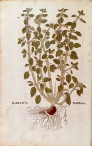 Witte malrove (Marrubium vulgare) door Leonhart Fuchs uit De historia stirpium commentarii insignes (Opmerkelijke commentaren op de geschiedenis van planten)