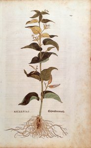Witte Zwaluwwortel - Cynanchum vincetoxicum, gekleurde gravure uit De historia stirpium commentarii insignes