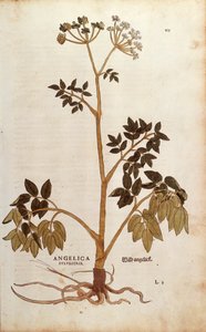 Wilde Engelwortel (Angelica sylvestris) door Leonhart Fuchs uit De historia stirpium commentarii insignes (Opmerkelijke Commentaren op de Geschiedenis van Planten), gekleurde gravure door Leonhard Fuchs