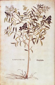 Wilde Liguster (Ligustrum vulgare) uit De historia stirpium commentarii insignes (Opmerkelijke commentaren over de geschiedenis van planten) gekleurde gravure