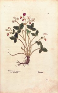 Bosaardbei - Fragaria vesca, gekleurde gravure uit De historia stirpium commentarii insignes door Leonhard Fuchs
