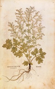 Alsem - Artemisia absinthium door Leonhart Fuchs uit De historia stirpium commentarii insignes, gekleurde gravure door Leonhard Fuchs