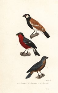 Reunionvinksoorten, Europese vink en blauwe grosbeak door Leopold Massard