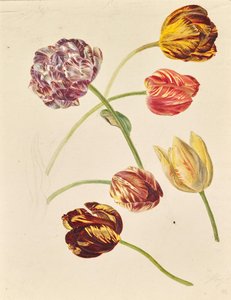 Tulpen