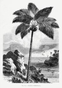  door Les Palmiers Histoire Iconographique