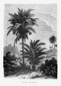  door Les Palmiers Histoire Iconographique
