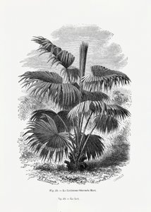  door Les Palmiers Histoire Iconographique