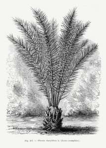  door Les Palmiers Histoire Iconographique