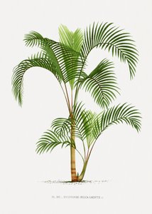  door Les Palmiers Histoire Iconographique