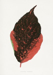  door Les Plantes a Feuillage Colore