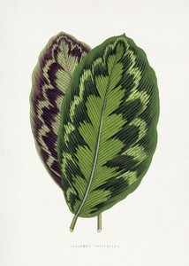  door Les Plantes a Feuillage Colore