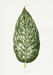  door Les Plantes a Feuillage Colore