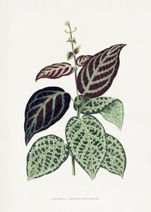  door Les Plantes a Feuillage Colore