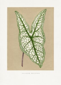  door Les Plantes a Feuillage Colore