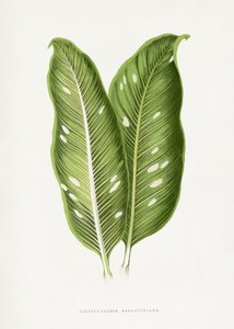 door Les Plantes a Feuillage Colore