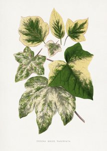  door Les Plantes a Feuillage Colore