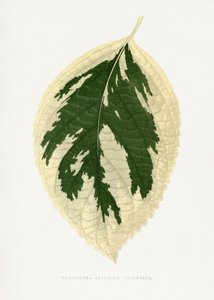  door Les Plantes a Feuillage Colore