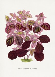  door Les Plantes a Feuillage Colore