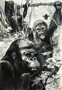 Gorilla