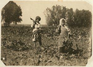 Amelia en Mary Luft, 9 en 12, snijden suikerbieten op een boerderij nabij Sterling, Colorado, 1915