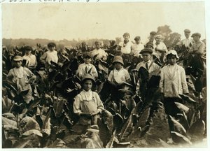 Goodrich Tabaksboerderij, nabij Gildersleeve, Connecticut, 1917