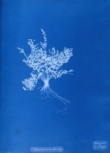 Cyanotype van een Britse varen